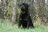 ROTTWEILER 428